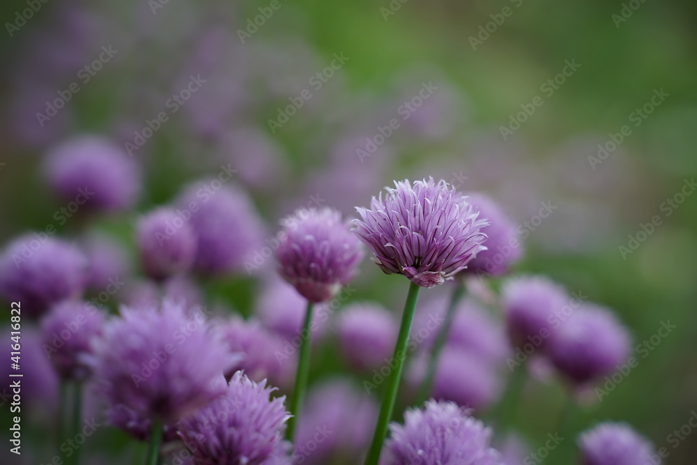 Decorative blooming onion on a bed in the garden. Selective focus. Horizontal orientation. Blurred textures. Decorative blooming onion on a bed in the garden. Selective focus. Horizontal orientation. Blurred textures.