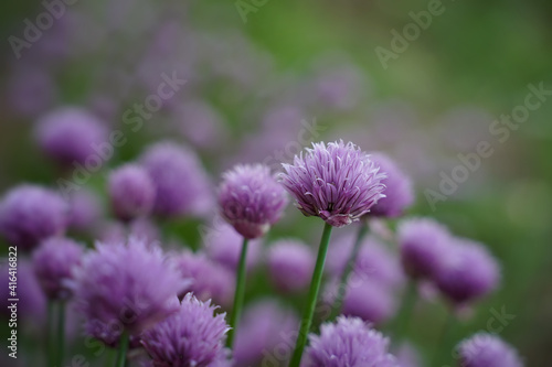 Decorative blooming onion on a bed in the garden. Selective focus. Horizontal orientation. Blurred textures.