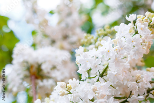White lilac. Spring blooming flowers of White lilac on lilac bushes. Natural White Flower against blue sky background outside.