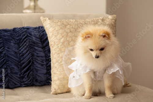 small pomeranian dog sitting on a sofa with cushions, uses a white disguise, domestic animal inside the home