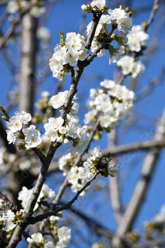 Cherry tree ft9103_0440 Cây anh đào photo