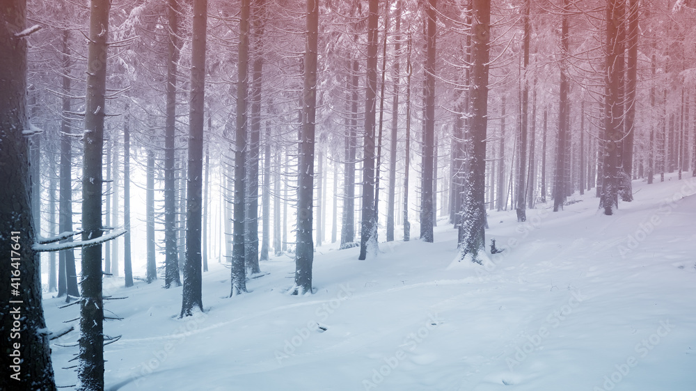 Fototapeta premium snowfall in the winter forest