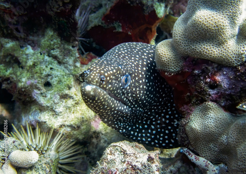 Close Up Moray Eel Peering From Underwater Reef © Erin