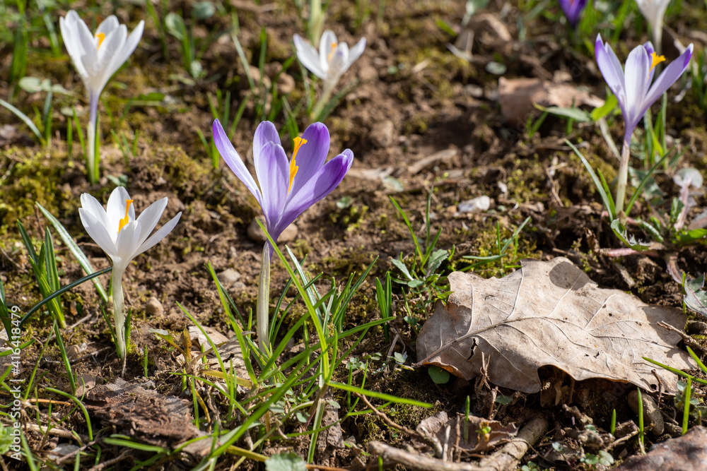 early spring, first spring flowers, sunny day, close-up crocuses early spring, first spring flowers, sunny day, close-up crocuses