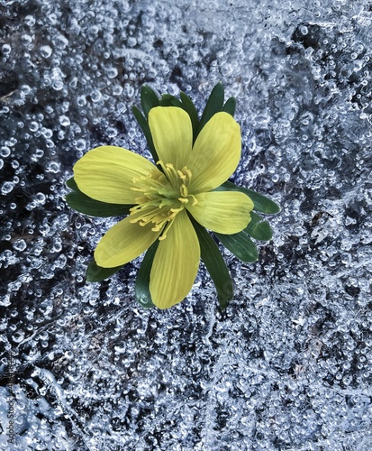 Blümchen auf Eis; Eiskristall