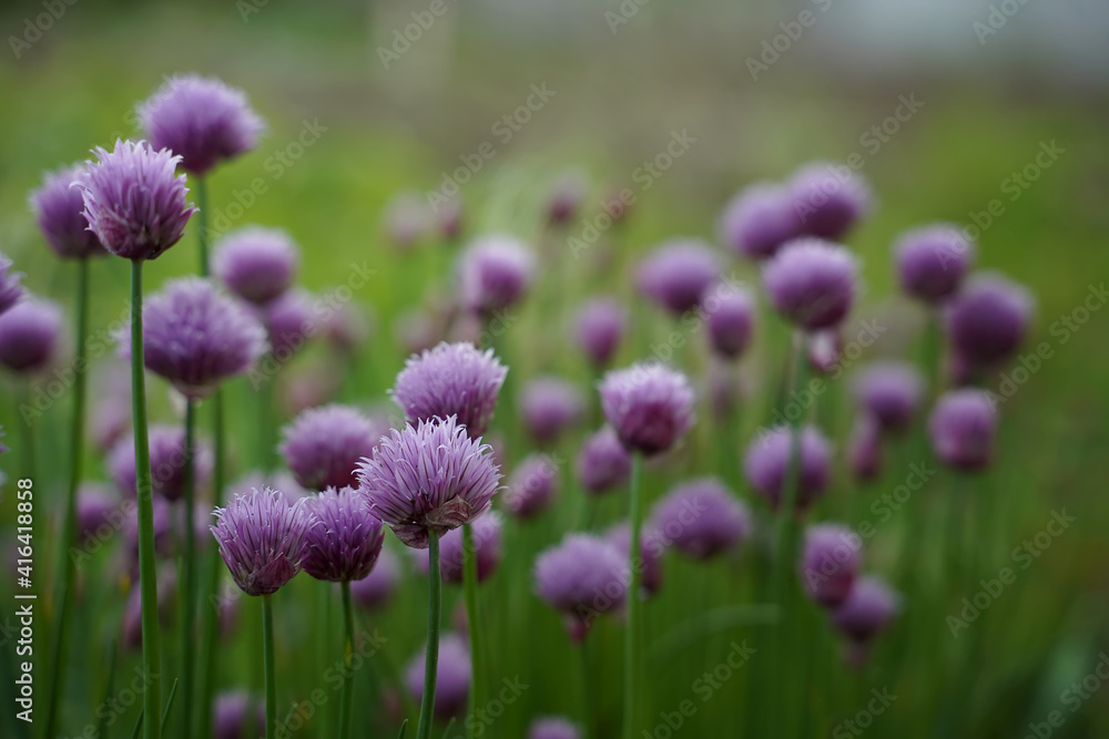 Decorative bow, perennial herbaceous plant, Allium schoenoprasum. Blurred textures, selective focus, horizontal orientation. Decorative bow, perennial herbaceous plant, Allium schoenoprasum. Blurred textures, selective focus, horizontal orientation.