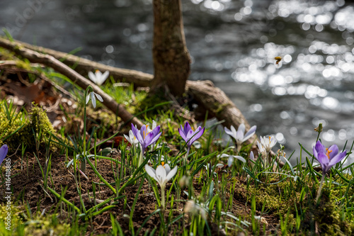 early spring, sunny day, first spring flowers, crocuses in a meadow by the river among fresh grass