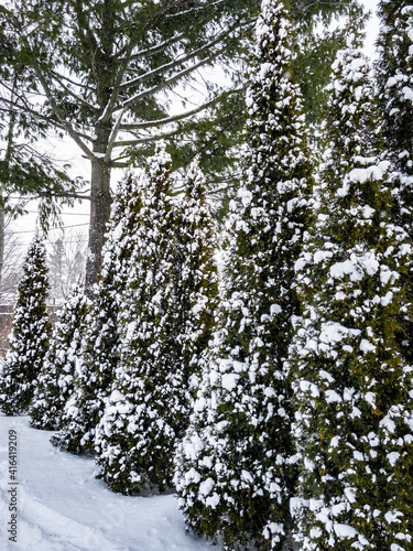 Wallpaper Mural line of snowy trees Torontodigital.ca