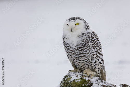 Snowy owl, Bubo scandiacus, perched on tree stump during snowfall. Portrait of arctic owl on snowy tundra meadow. Beautiful white polar bird with yellow eyes. Winter in wild nature habitat. photo