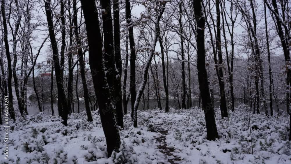 Mysterious forest with trunks of trees covered in white snow on shore of calm lake Mysterious forest with trunks of trees covered in white snow on shore of calm lake