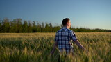 A young man in a shirt is walking on a green wheat field. A man walks and touches the ears of wheat. Back view.