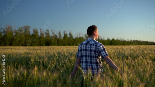 A young man in a shirt is walking on a green wheat field. A man walks and touches the ears of wheat. Back view.