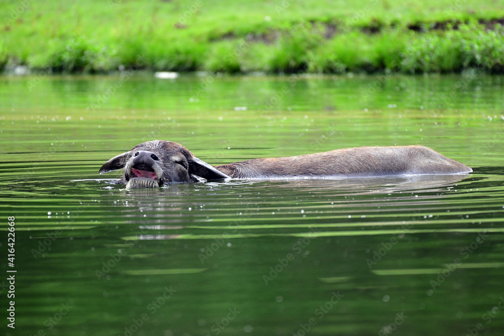 Fototapeta premium Water Buffalo