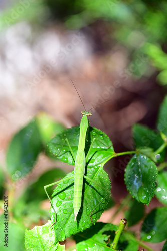 Mini Mantis © John W. Ferguson