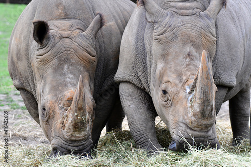 Rhino Duo © John W. Ferguson