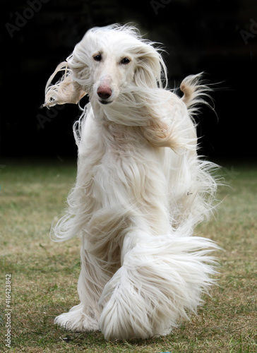 Canvas Print Afghan Hound