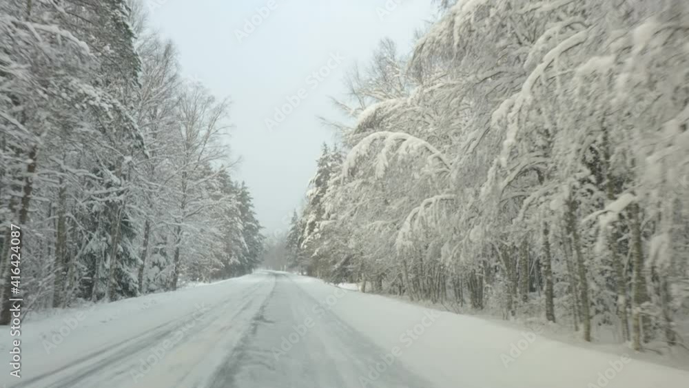 Tall trees in the forest covered with snow during the winter season in Estonia Tall trees in the forest covered with snow during the winter season in Estonia