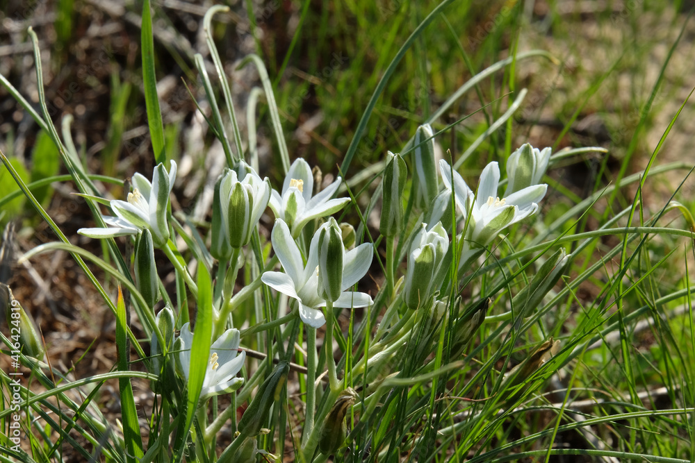 Spring flowering ornithogalum (Latin - Ornithogalum) Spring flowering ornithogalum (Latin - Ornithogalum)