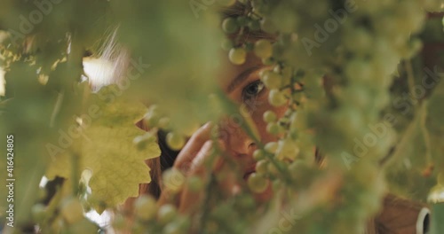 Young attractive blonde girl with freckles picking grapes photo