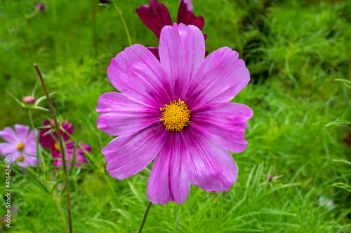 Light Purple Spring  Cosmos Bipinnatus  Wild Flower