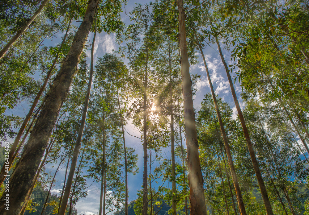 Fototapeta premium trees in the forest