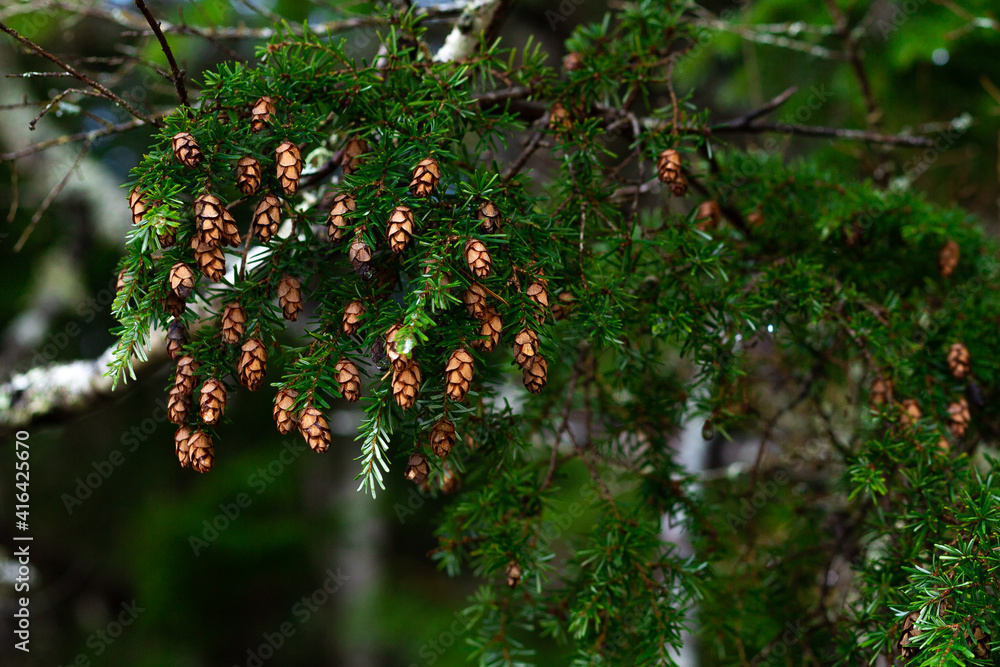 Fototapeta premium Hemlock branch with tiny pine cones