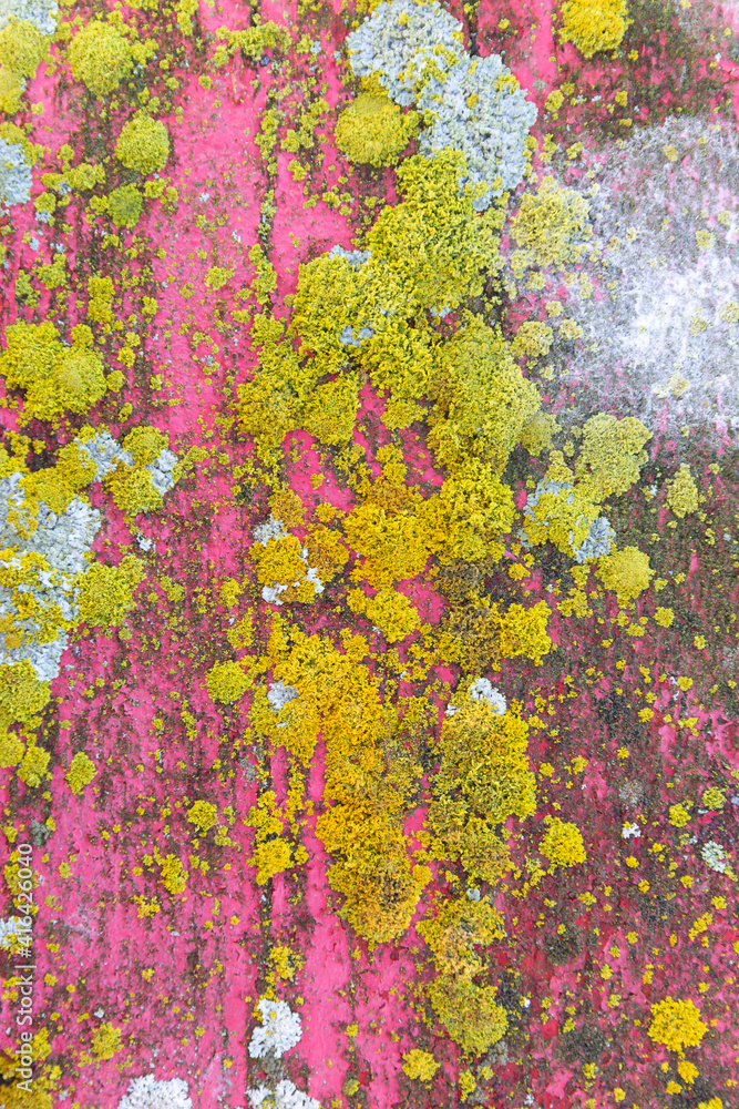 Moss and lichen growing on an old pink wood board