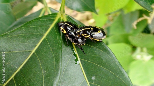 inseto besouro - rutela lineola photo