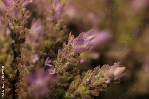 close up of lavender