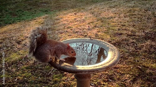 northamerican grey squirrel drinking water at birdbath