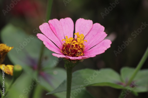 flower of a flower