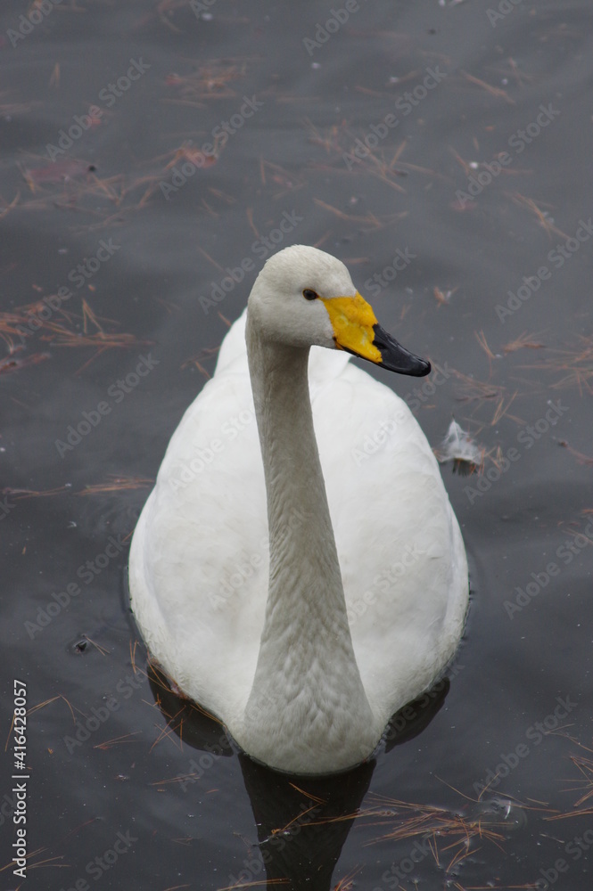 Naklejka premium 厳しい寒さを避けて越冬で飛来地へと渡ってきた、美しい白い羽毛のオオハクチョウ