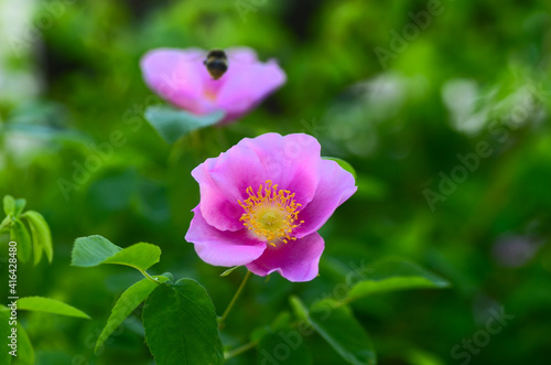 バラ,Wild Rose