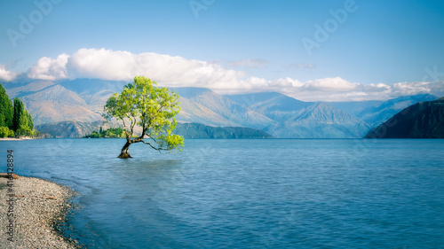 Serene morning at lake Wanaka with a symbolic willow tree just of the shore of the lake. Wanaka is a popular ski resort town in the Otago region of the Southern Island of New Zealand.