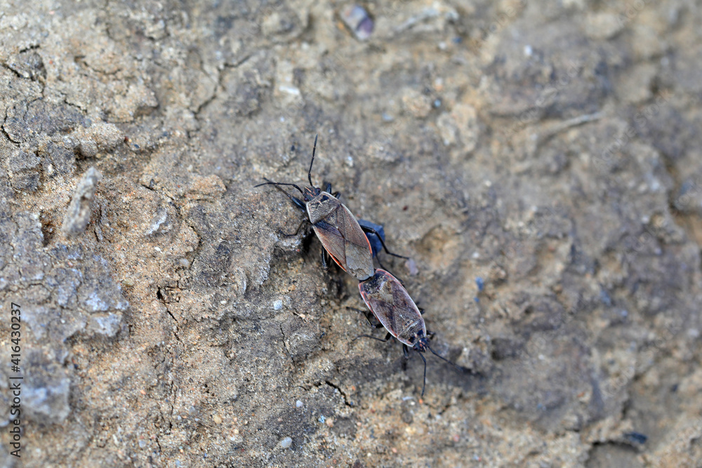 Bugs copulate in nature, North China Bugs copulate in nature, North China