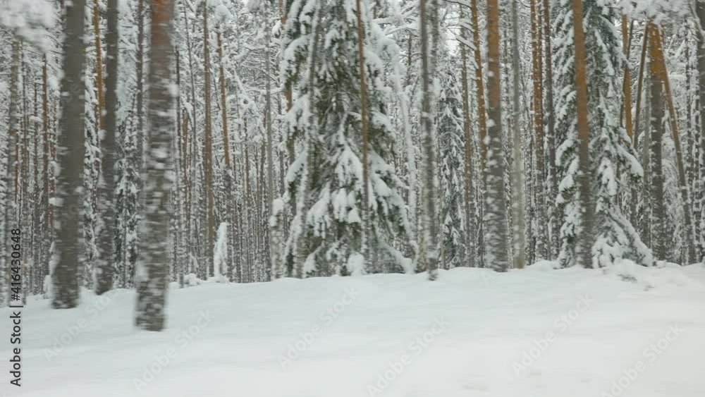 Thick white snow on the forest ground with tall trees covered in snow in Estonia Thick white snow on the forest ground with tall trees covered in snow in Estonia