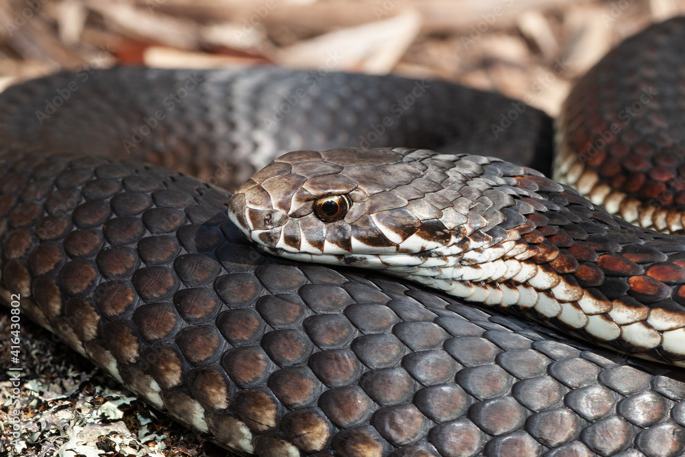 Close up of Australian Highlands Copperhead snake Close up of Australian Highlands Copperhead snake