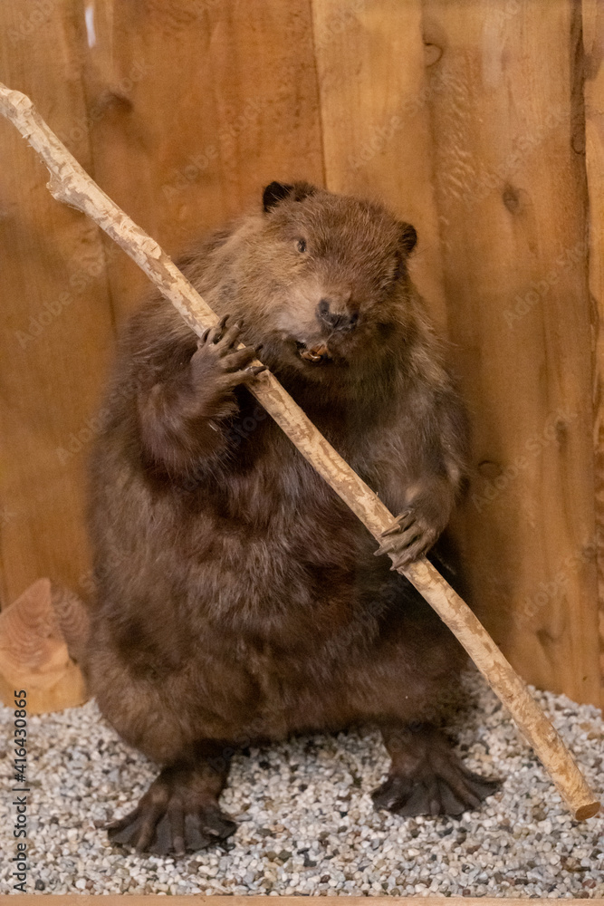 Obraz premium An Oregon beaver in a museum in Astoria, Oregon.