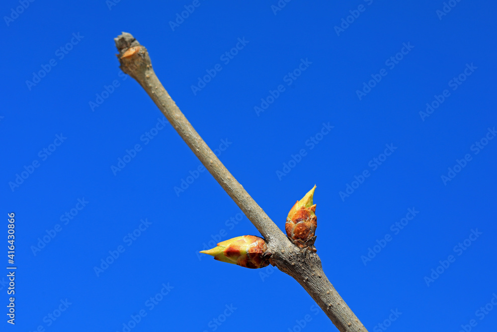 Obraz premium Clove bud in the background of blue sky, North China