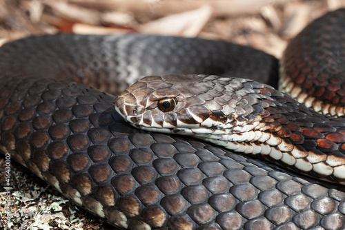 Close up of Australian Highlands Copperhead snake © Ken Griffiths