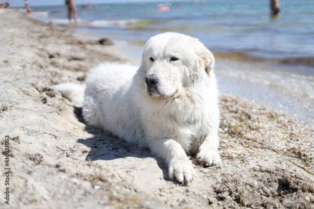Big ebedient dog labrador is lying on the Beautiful sandy beach of Dzharylhach island near wild seaside water and cooling on the beach, home pets, care, leisure concept , rest seaside, ocean Big ebedient dog labrador is lying on the Beautiful sandy beach of Dzharylhach island near wild seaside water and cooling on the beach, home pets, care, leisure concept , rest seaside, ocean