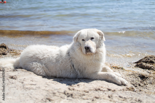 Big ebedient dog labrador is lying on the Beautiful sandy beach of Dzharylhach island near wild seaside water and cooling on the beach © Евгения Жигалкина
