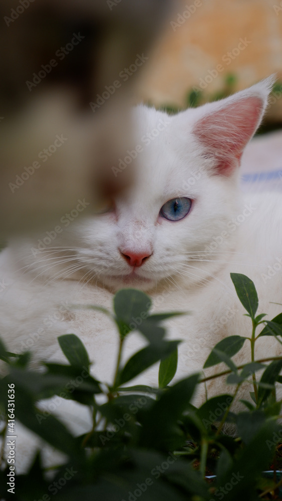 cute white cat 