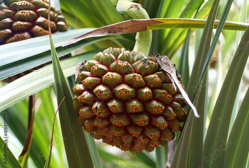 A close up of the screw pine fruit, originally from Madagascar photo