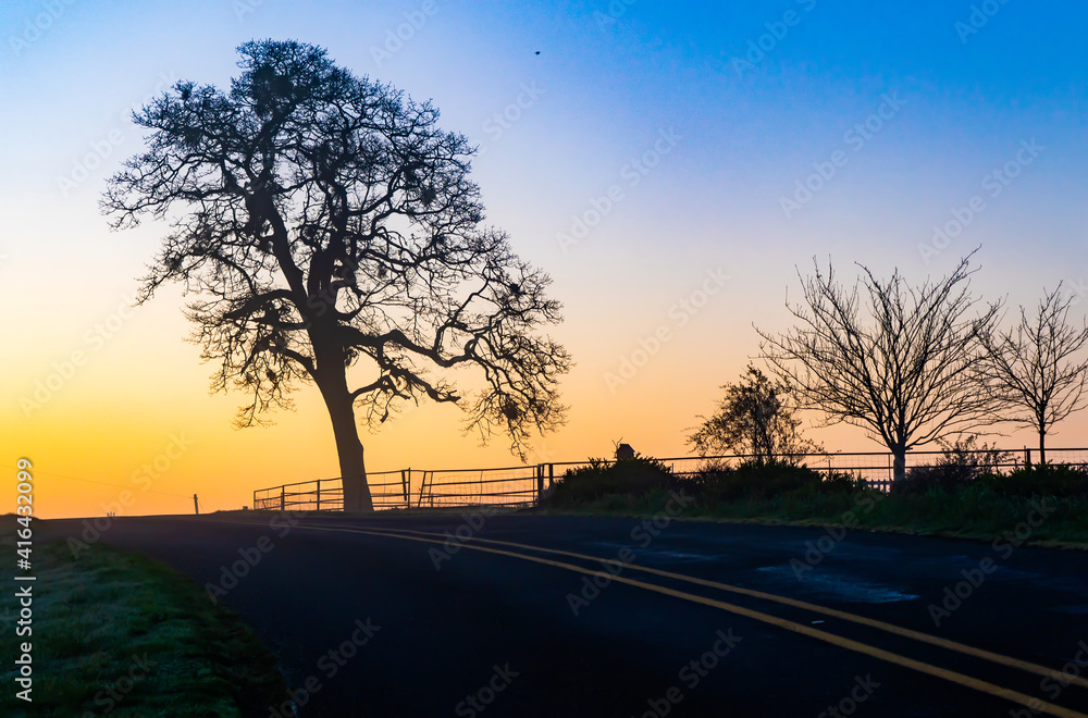 Silhouette of an oak tree at sunrise near Jefferson, Oregon