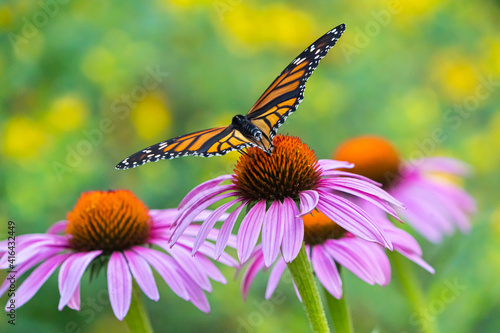Photography A beautiful monarch pauses on an Echinacea blossom