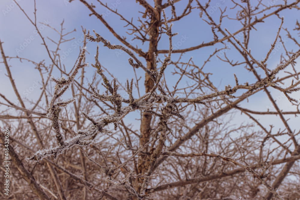 Frosted Branches Frosted Branches