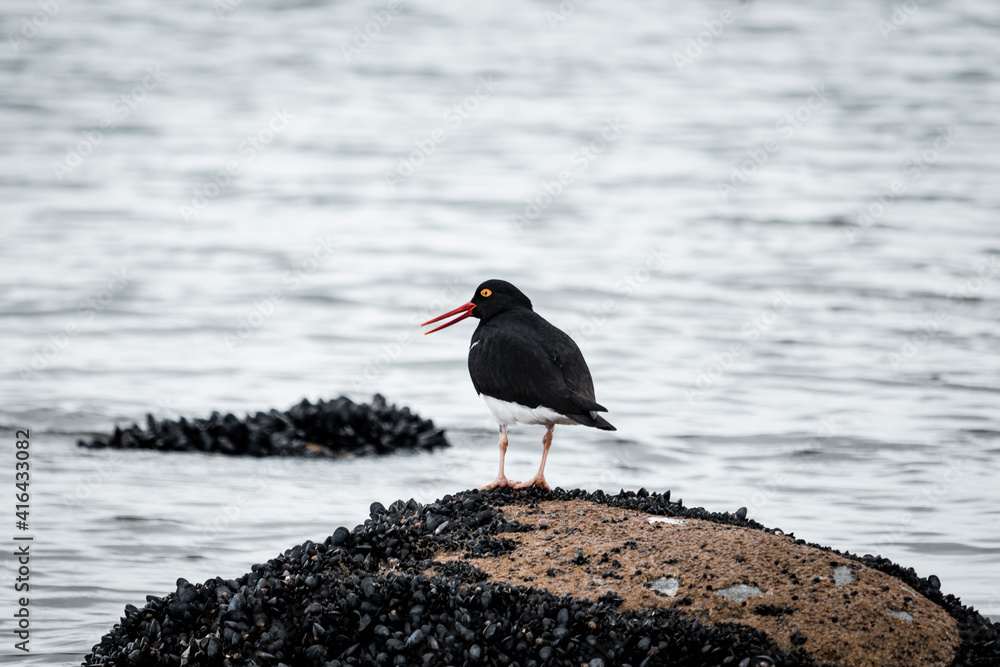 pájaro en el mar pájaro en el mar