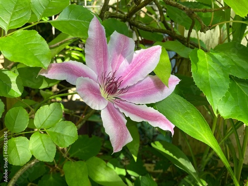A clematis flower in bloom in a residential garden
