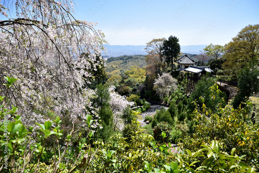 春の善峯寺　境内の桜　京都市